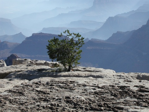 picture, little trip to the Grand Canyon of Arizona. Dripping spring trail.