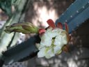 picture, blooming cactus flower 2003/05/18